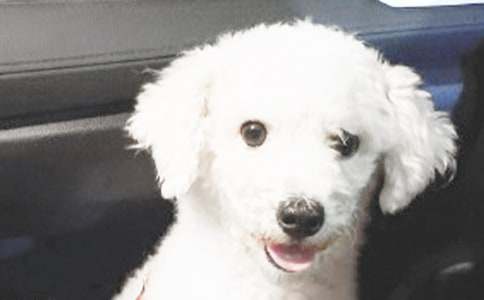 Сѧ���ģ��ɰ���С��(����15ƪ)