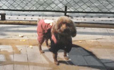 ���Ƽ���Сѧ���ɰ���С�����Ľ�����ƪ