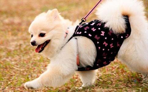 �ɰ���С����������ͨ��11ƪ