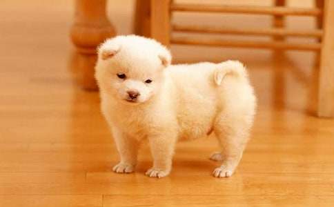 关于小狗的日记集合十篇