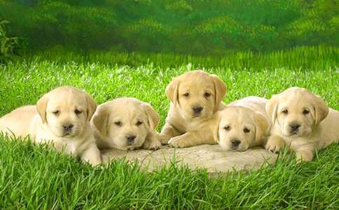 小狗小学作文300字4篇【优秀】