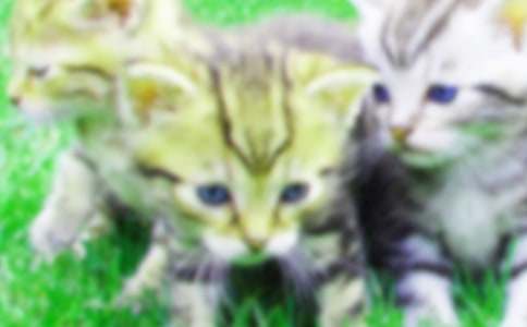 ����Сѧ��Сè����400����ƪ