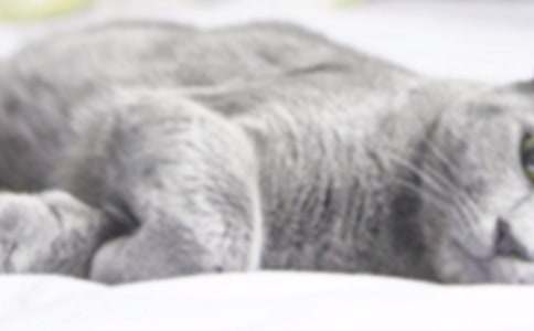 关于小学小猫作文汇总六篇