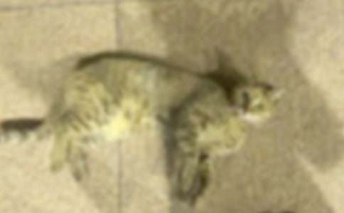 �����š�Сѧ��Сè���ĺϼ�10ƪ