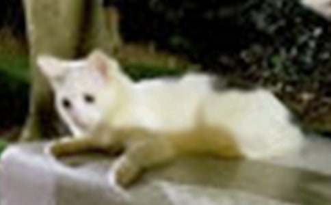 ��дСè�Ļ�������