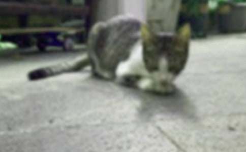 �ɰ���Сè��������(7ƪ)