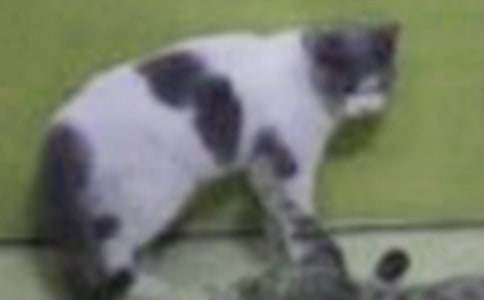 Сè�Ļ�������13ƪ