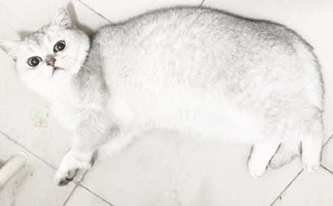 ����ѡ��СèСѧ����400����ƪ