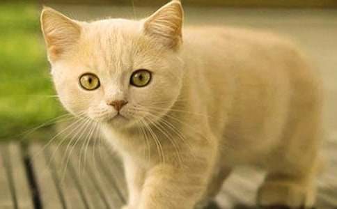 ��������СѧСè����300�ֻ�����ƪ