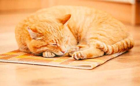 关于小学小猫作文600字合集10篇