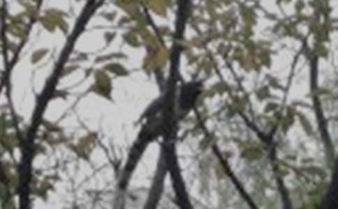 《放小鸟》教学反思