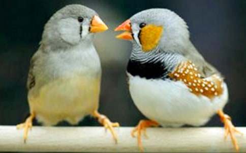 《珍珠鸟》读后感10篇