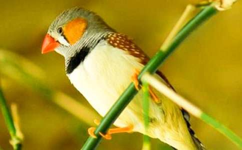 Сѧ���Ŀ��ġ������񡷽�ѧʵ¼