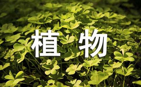 《植物的叶》说课稿