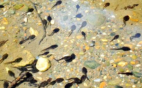 ��С��������衷��ѧ���